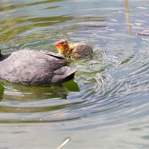 Fulica atra by AlisonMilton