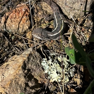 Amphibolurus muricatus by Rebeccaryanactgov