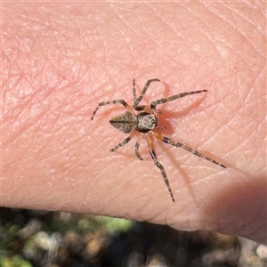 Araneinae (subfamily) at Russell, ACT - Today by Hejor1