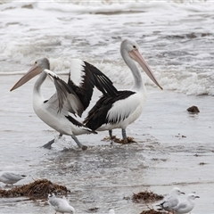 Pelecanus conspicillatus (Australian Pelican) at Glenelg, SA - 20 Sep 2025 by AlisonMilton