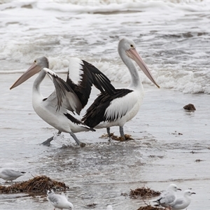 Pelecanus conspicillatus at Glenelg, SA - 20 Sep 2025 by AlisonMilton