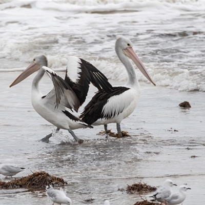 Pelecanus conspicillatus (Australian Pelican) at Glenelg, SA - 20 Sep 2025 by AlisonMilton