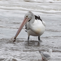 Pelecanus conspicillatus at Glenelg, SA - 20 Sep 2025 04:41 PM