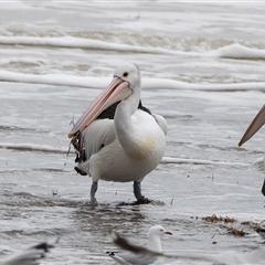 Pelecanus conspicillatus at Glenelg, SA - 20 Sep 2025 04:41 PM