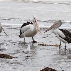 Pelecanus conspicillatus at Glenelg, SA - 20 Sep 2025 04:41 PM