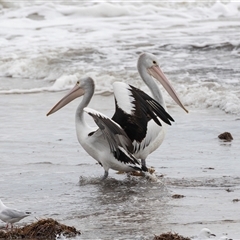 Pelecanus conspicillatus at Glenelg, SA - 20 Sep 2025 04:41 PM