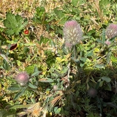 Trifolium arvense (Haresfoot Clover) at Russell, ACT - 16 Oct 2025 by Hejor1