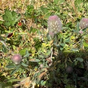 Trifolium arvense at Russell, ACT - Today by Hejor1