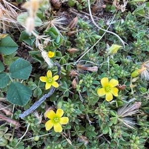 Oxalis (genus) at Russell, ACT - Today by Hejor1