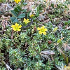 Oxalis (genus) at Russell, ACT - 16 Oct 2025 11:29 AM