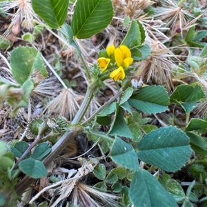 Medicago (genus) at Russell, ACT - Today by Hejor1
