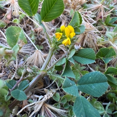 Medicago polymorpha (Burr Medic) at Russell, ACT - 16 Oct 2025 by Hejor1