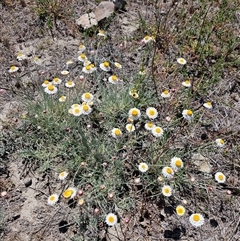 Leucochrysum albicans subsp. tricolor (Hoary Sunray) at Burra, NSW - 16 Oct 2025 by BrianSummers