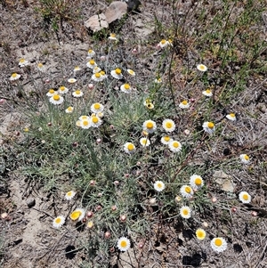 Leucochrysum albicans subsp. tricolor at Burra, NSW - Today by BrianSummers