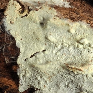 Tomentellopsis echinospora at Bruce, ACT - 24 Jul 2022 by Heinol