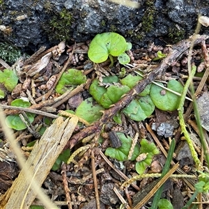 Dichondra repens at Yarralumla, ACT - Yesterday by Jennybach