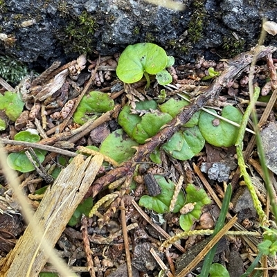 Dichondra repens (Kidney Weed) at Yarralumla, ACT - 15 Oct 2025 by Jennybach