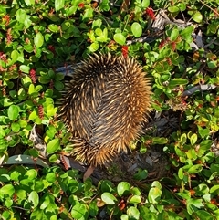 Tachyglossus aculeatus (Short-beaked Echidna) at Penrose, NSW - 14 Oct 2025 by Aussiegall