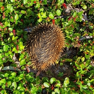 Tachyglossus aculeatus by Aussiegall