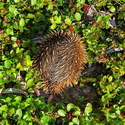 Tachyglossus aculeatus (Short-beaked Echidna) at Penrose, NSW - 14 Oct 2025 by Aussiegall