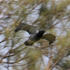 Unverified Bird at Dunlop, ACT - 9 Oct 2025 by Jennybach