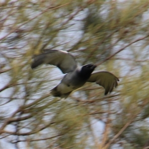 Unverified Bird at Dunlop, ACT - 9 Oct 2025 by Jennybach