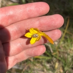 Heliocosma (genus - immature) (A tortrix or leafroller moth) at Pialligo, ACT - 15 Oct 2025 by KaiDewPHD