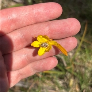 Unverified Moth (Lepidoptera) at Pialligo, ACT - Yesterday by KaiDewPHD