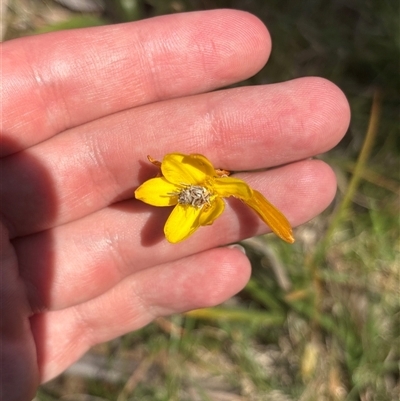 Heliocosma (genus - immature) (A tortrix or leafroller moth) at Pialligo, ACT - 15 Oct 2025 by KaiDewPHD