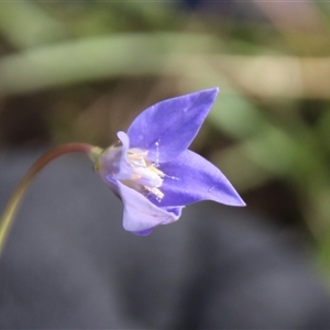 Wahlenbergia sp. at Dunlop, ACT - 9 Oct 2025 by Jennybach