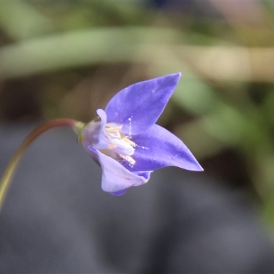 Wahlenbergia capillaris (Tufted Bluebell) at Dunlop, ACT - 9 Oct 2025 by Jennybach