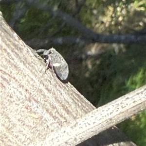 Unverified Beetle (Coleoptera) at Lyons, ACT - Today by ran452