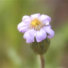 Vittadinia muelleri (Narrow-leafed New Holland Daisy) at Dunlop, ACT - 9 Oct 2025 by Jennybach