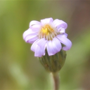 Unverified Daisy at Dunlop, ACT - 9 Oct 2025 by Jennybach