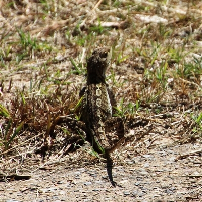 Amphibolurus muricatus (Jacky Lizard) at Broulee, NSW - 7 Oct 2025 by Jennybach