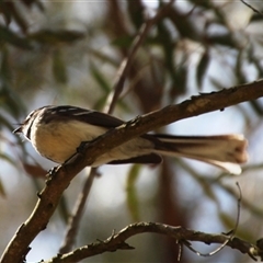 Unverified Small (Robin, Finch, Thornbill etc) at Latham, ACT - 26 Sep 2025 by Jennybach