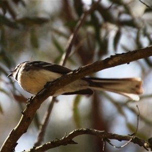 Unverified Small (Robin, Finch, Thornbill etc) at Latham, ACT - 26 Sep 2025 by Jennybach