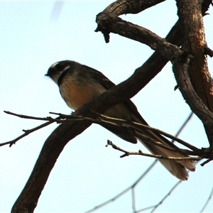 Unverified Small (Robin, Finch, Thornbill etc) at Yarralumla, ACT - 27 Sep 2025 by Jennybach