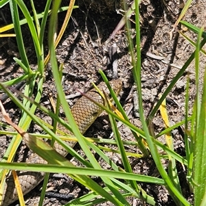 Unverified Legless Lizard at Dunlop, ACT - Today by Wolfdogg
