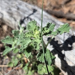 Marrubium vulgare at Kenny, ACT - Today by HappyWanderer