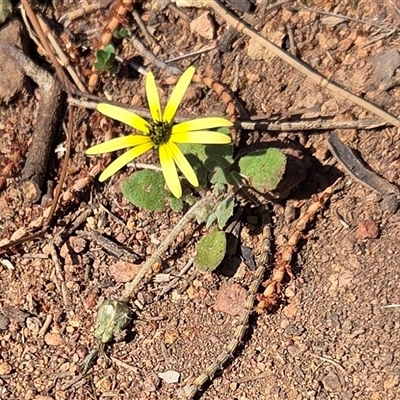 Arctotheca calendula (Capeweed, Cape Dandelion) at Kenny, ACT - 16 Oct 2025 by HappyWanderer