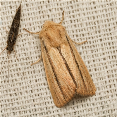 Leucania diatrecta (A Noctuid moth) at  - suppressed by DPRees125