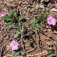 Convolvulus angustissimus subsp. angustissimus (Australian Bindweed) at Kenny, ACT - 16 Oct 2025 by HappyWanderer