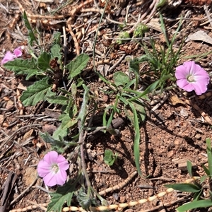 Convolvulus sp. at Kenny, ACT - Today by HappyWanderer
