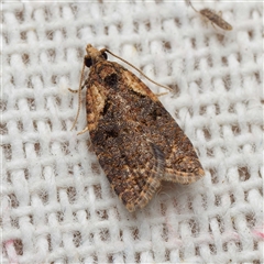 Capua intractana (A Tortricid moth) at Harrison, ACT - 15 Oct 2025 by DPRees125