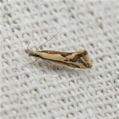 Thema macroscia (A Concealer moth (Chezala group) at Harrison, ACT - 15 Oct 2025 by DPRees125