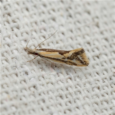 Thema macroscia (A Concealer moth (Chezala group) at Harrison, ACT - 15 Oct 2025 by DPRees125