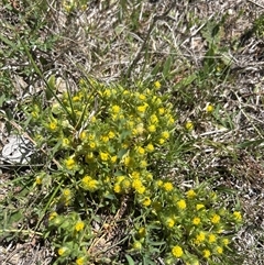 Triptilodiscus pygmaeus (Annual Daisy) at Googong, NSW - 16 Oct 2025 by wadef