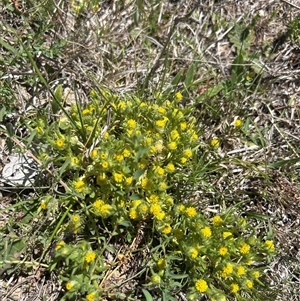 Unverified Plant at Googong, NSW - Today by wadef