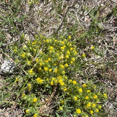 Triptilodiscus pygmaeus (Annual Daisy) at Googong, NSW - 16 Oct 2025 by wadef